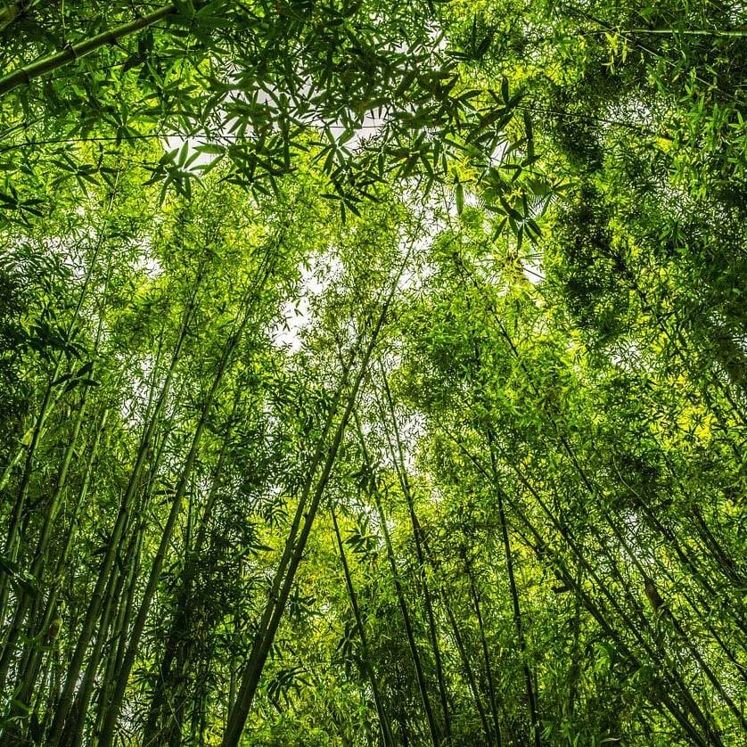 Waarom Boru Bamboo? Duurzaam en Comfort