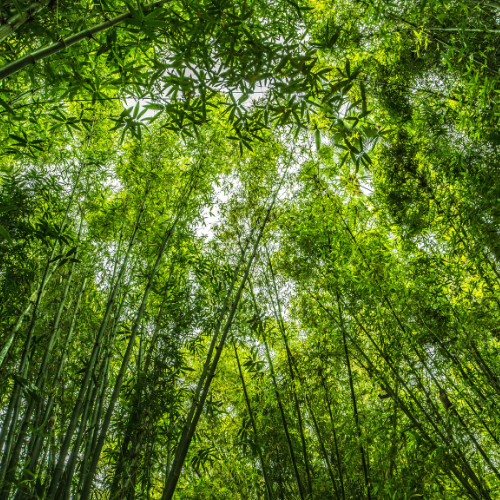 Lush green bamboo forest seen from below, showcasing vibrant foliage and tall bamboo stalks.