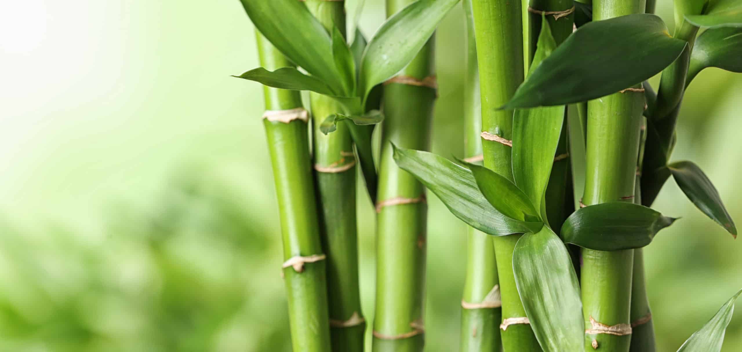 Beautiful green bamboo stems on blurred background